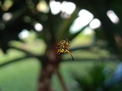Gasteracantha sanguinea