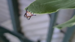 Gasteracantha sanguinea