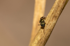 Lasioglossum batya