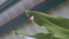 Gasteracantha sanguinea