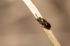 Lasioglossum batya