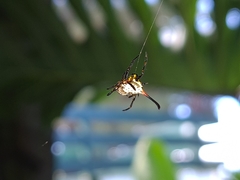 Gasteracantha sanguinea