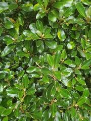 Brachyglottis buchananii