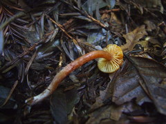 Gymnopilus oregonensis