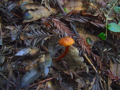 Gymnopilus oregonensis