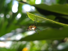 Gasteracantha sanguinea