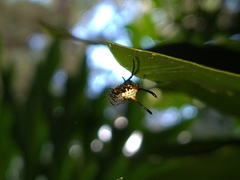 Gasteracantha sanguinea