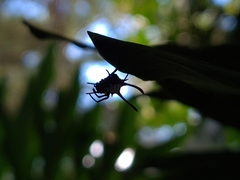 Gasteracantha sanguinea