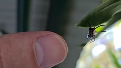 Gasteracantha sanguinea