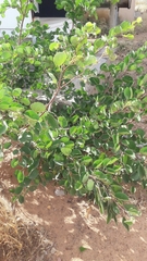 Piliostigma reticulatum