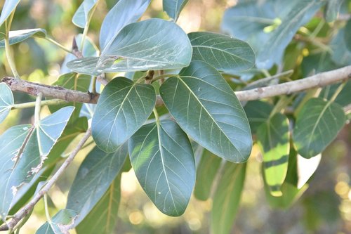 Ficus altissima