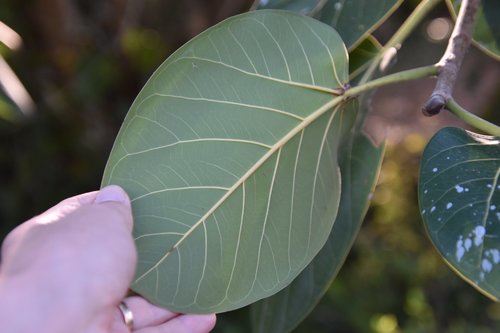 Ficus altissima