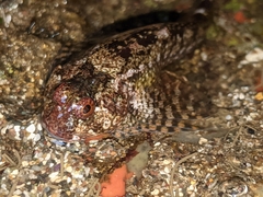 Clinocottus recalvus
