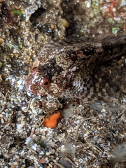 Clinocottus recalvus