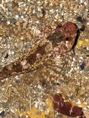 Clinocottus recalvus