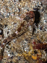 Clinocottus recalvus