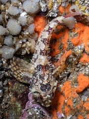 Oligocottus rubellio