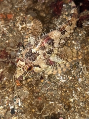 Oligocottus rubellio