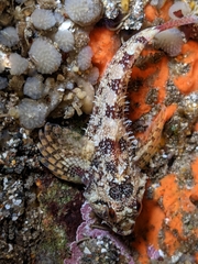 Oligocottus rubellio