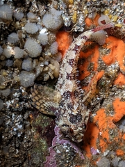 Oligocottus rubellio