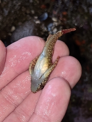 Oligocottus rubellio