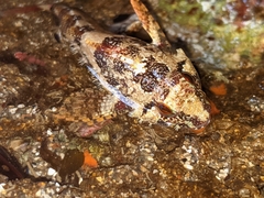 Oligocottus rubellio