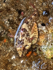 Oligocottus rubellio