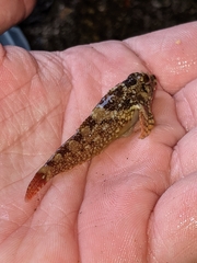 Oligocottus rubellio