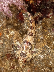 Oligocottus rubellio