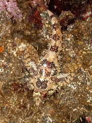 Oligocottus rubellio