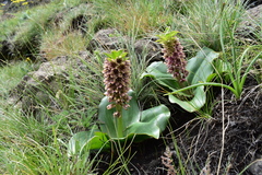 Eucomis humilis