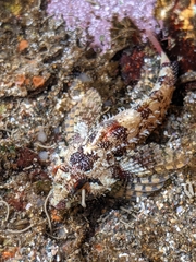 Oligocottus rubellio