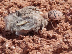 Omorgus pastillarius