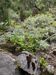 Brachyglottis laxifolia