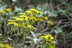 Brachyglottis laxifolia