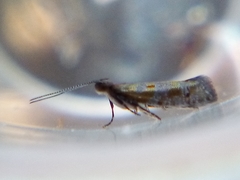 Chrysorthenches drosochalca