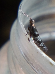 Chrysorthenches drosochalca