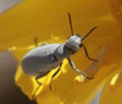 Epicauta fortis