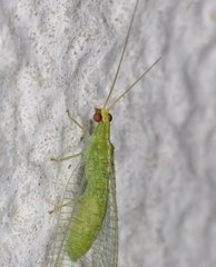 Chrysopodes collaris