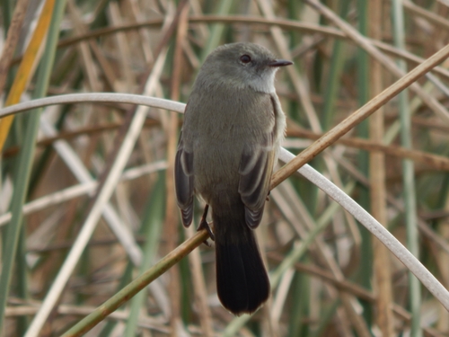Tyranneau noirâtre (Serpophaga nigricans)