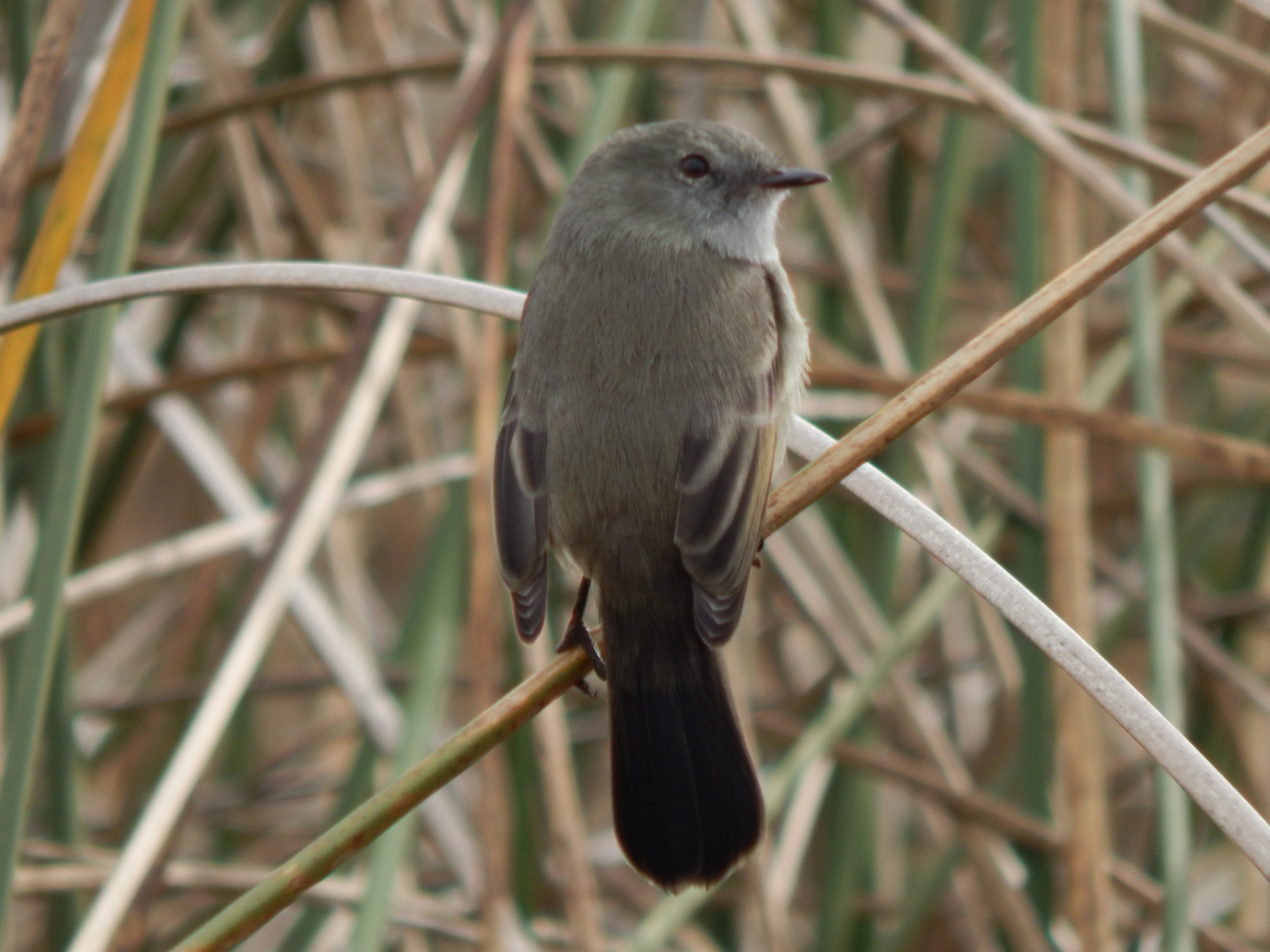 Sooty Tyrannulet (Serpophaga nigricans)
