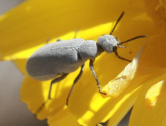 Epicauta fortis