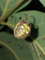 Araneus granadensis