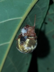 Araneus granadensis