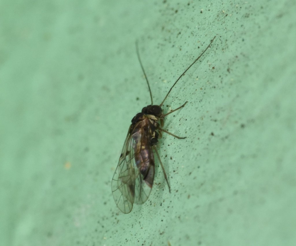 Amphigerontia petiolata