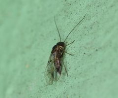 Amphigerontia petiolata