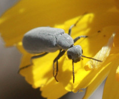 Epicauta fortis