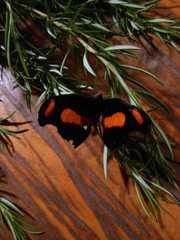 Catonephele salambria