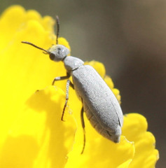 Epicauta fortis