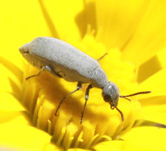 Epicauta fortis